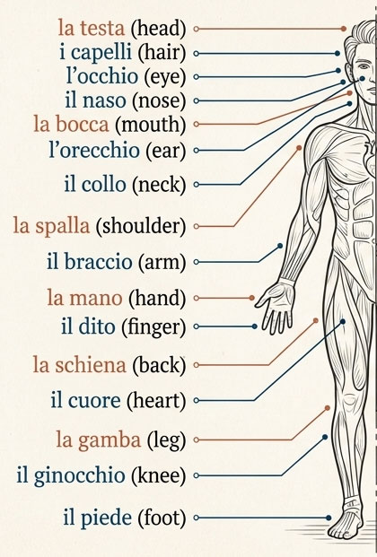 body-easitalian